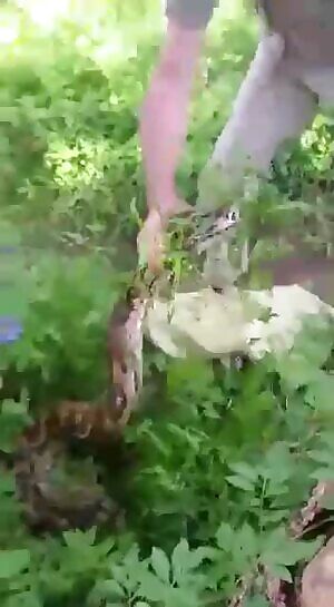 Old Man pulls out his massive python out of thick bushes