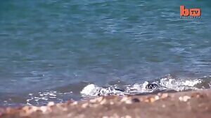 Killer Whale Beaches Itself To Ambush Seals