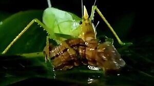 Katydid brutally assaults a caterpillar's abdomen, spilling its innards all over the place.