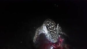 Jaguars eats a live sea turtle