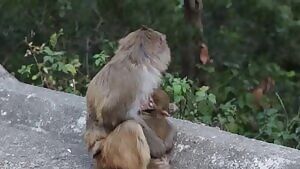 Injured mother Macaque