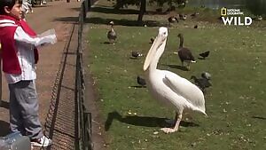 Apparently birds are into vore too