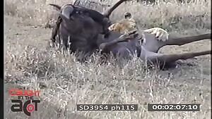 Lioness chews on wildebeest penis