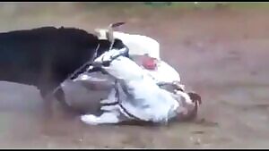 horse gored to death at bullfight
