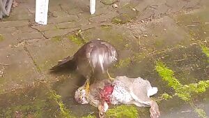 Goshawk pins down a rabbit and begins eating it while its still screaming