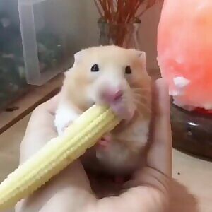 This sub in a nutshell