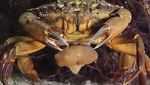 Crab with egg sac of the parasitic barnacle Sacculina carcini. The parasite stops reproduction in its host, the crab, and stimulates the female crab to disperse parasite eggs with the same behavior that she would normally use for her own eggs.[