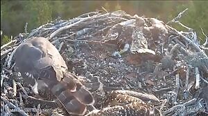 Goshawk finishes off the last Osprey chick
