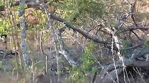 African Wild Dogs catch and quickly eat an Impala fawn