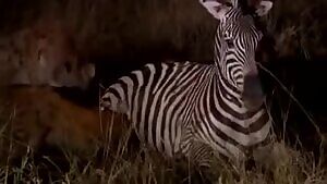 Zebra stallion getting eaten alive by Hyenas