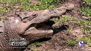 Crocodile with a mangled jaw