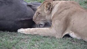 Lioness eating buffalo's testicles.