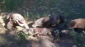 Komodo dragons casually finishing off a screaming boar