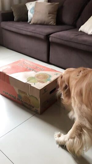 MRW Im R. Kelly and I find two young bitches