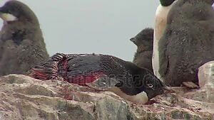 Wounded Adelie Penguin waiting to die
