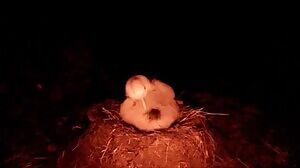 House Mice feasting on a live Tristan Albatross chick