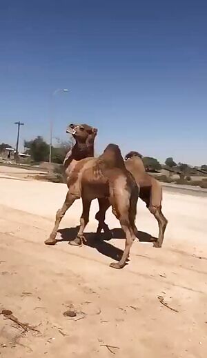 Camel fight