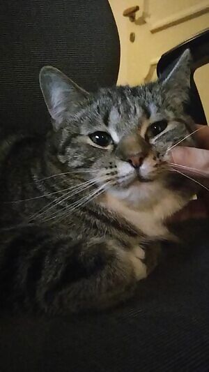 which do you preer, pics or gifs?